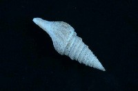 藏品(頂尖捲管螺)的圖片